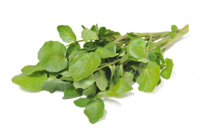 Watercress Leaf